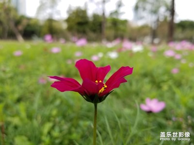 【新春】+美麗格桑花