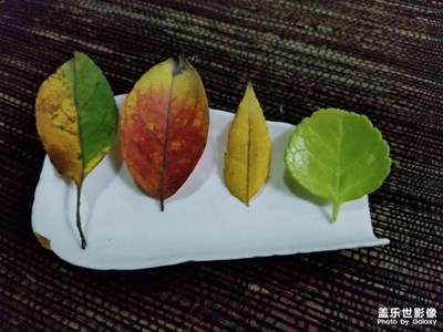 你是否留意過(guò)，落葉之美！