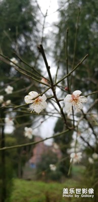 s9和s7edge拍照效果沒有多大的提升啊，后續(xù)希望更加