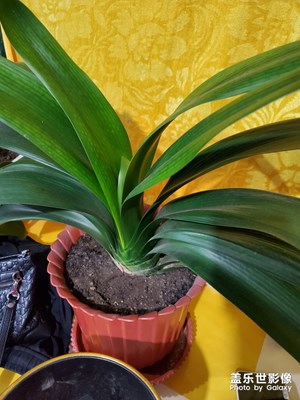 【我的生活】+市花君子蘭今年沒(méi)開(kāi)花