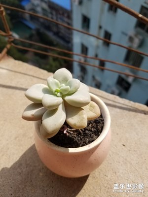 【我的生活】+我養(yǎng)的多肉