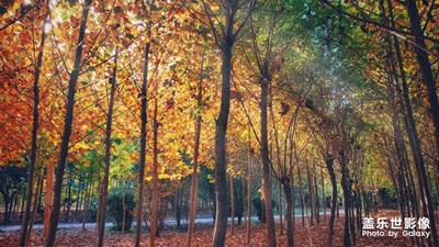 懷念入冬前的那一抹秋