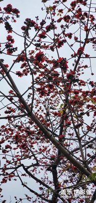 【我的生活】+散步隨拍