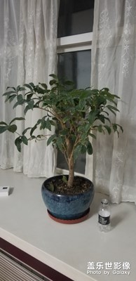 【我的生活】+我養(yǎng)的花？