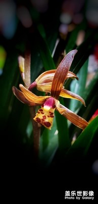 【我的生活】+春已到，花已開