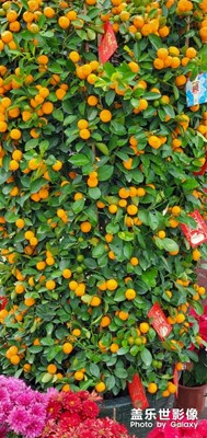 【身邊的景色】年桔與年菊