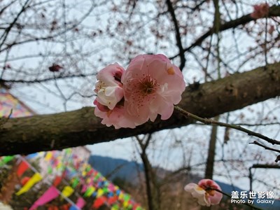 【身邊的景色】+綠水青山