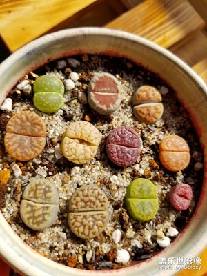 【身邊的景色】-家里的PP