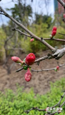 春天到了，花真美