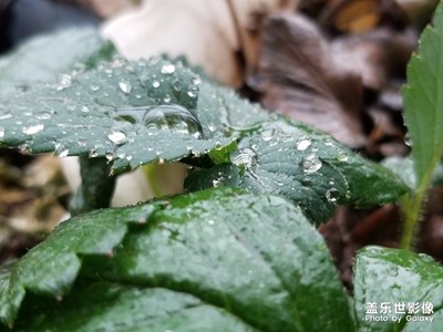 【身邊的景色】+風(fēng)雨飄搖