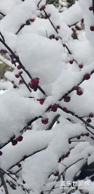 紅梅裹雪