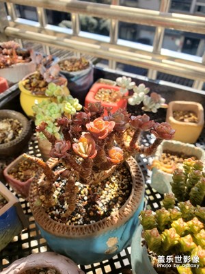 多肉給生活多點(diǎn)顏色