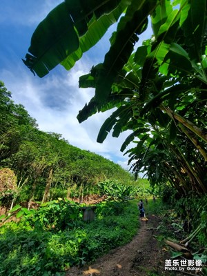 香蕉林