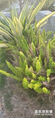 【給最想見的你】+陽光依舊很好