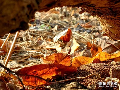 一悲一喜一枉然，一草一木一紅顏。