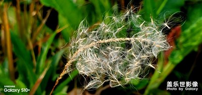 醉里論道，醒時折花