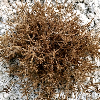 29日，我路過了戈壁