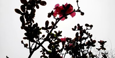 又是一年好風(fēng)光，春日依舊，事事皆歡