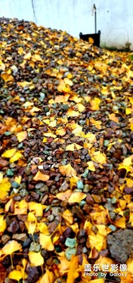 發(fā)幾張銀杏的圖片