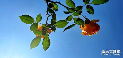 斜風(fēng)輕度濃香，閑情正與春長