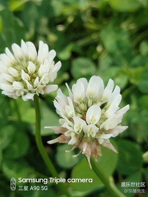 隨手拍。有圖片的帖子都不能發(fā)布，再試一回。