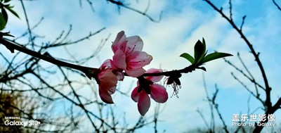 錯過了秋楓冬雪便會迎來春天的櫻花