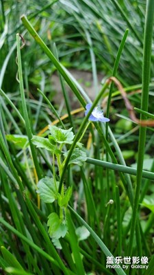 出門曬太陽拍了一朵小小花 比小草還小