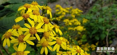 風(fēng)輕云淡，人跡稀少