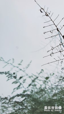 【喜雨 · 文竹】