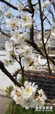春暖花開(kāi)，蜜蜂采蜜忙。