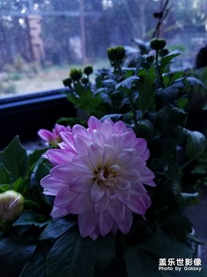 新寵|我愛(ài)花花草草