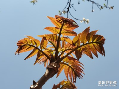 香椿發(fā)芽了 可以來(lái)點(diǎn)美味佳肴
