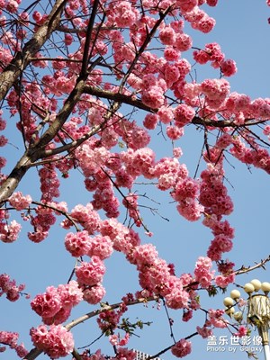 三月櫻花枝頭掛