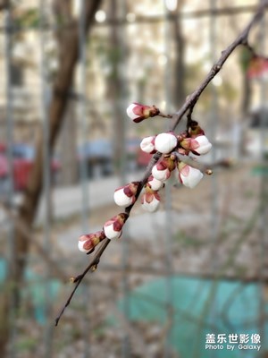 隨手拍-梅花迎春到