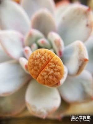 新入的肉肉隨拍