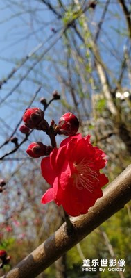 小區(qū)隨拍  春暖花開