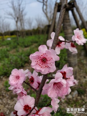 【上下班的路上】+田園風