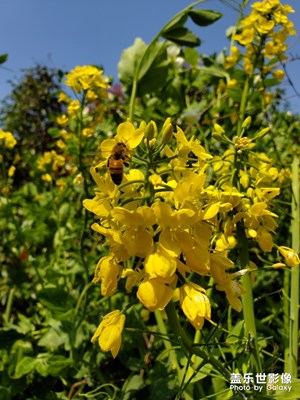 周末拍拍油菜花，勤勞的蜜蜂采蜜嘍