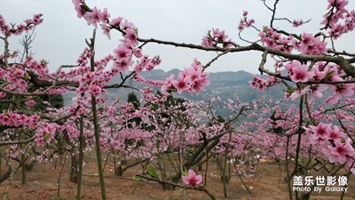 【賞春】+桃“約”