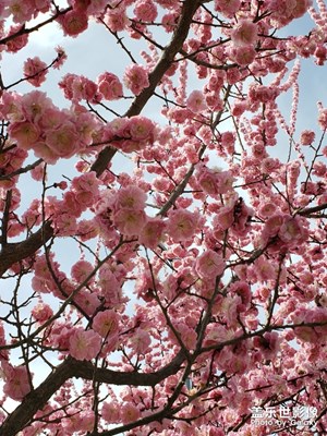 春暖花開，隨便逛逛