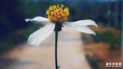 時在中春
陽和方起