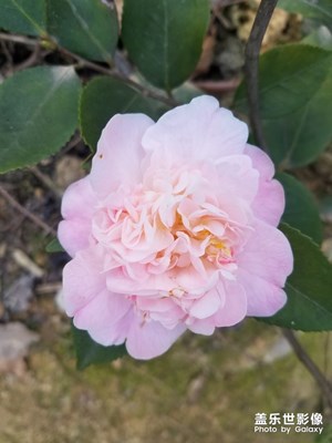 [賞春】+鄉(xiāng)春景色