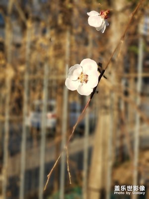 【賞春】+梅花報(bào)春