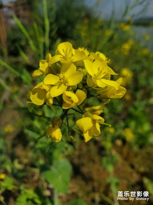 【賞春】+勤勞的小蜜蜂