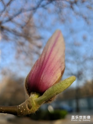 【賞春】+玉蘭迎春