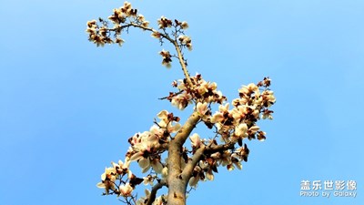 【賞春】+即將凋謝的玉蘭