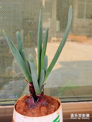 小蒜苗 從發(fā)芽跟拍