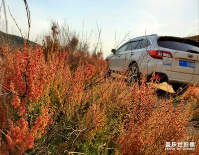 我的車模~斯巴魯傲虎