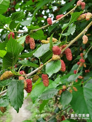 【賞春】+春天的東莞