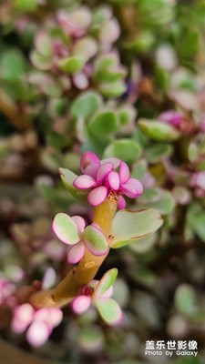 S20 ultra 鏡頭下微距的美